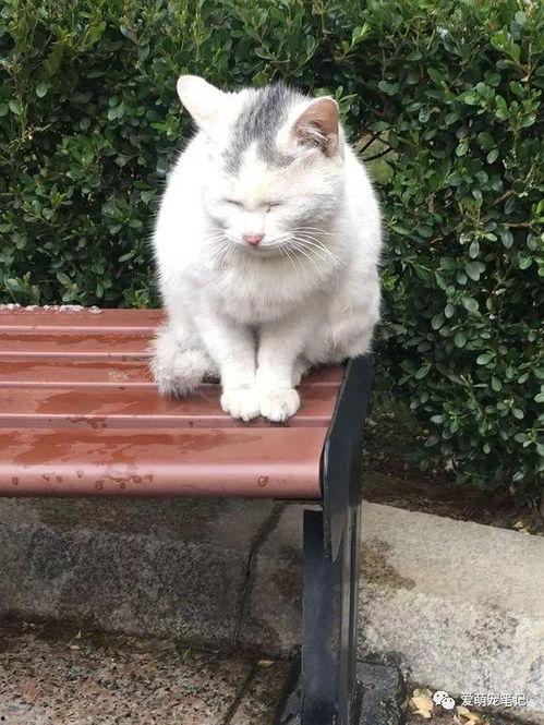 吃瓜娱乐酱流浪猫