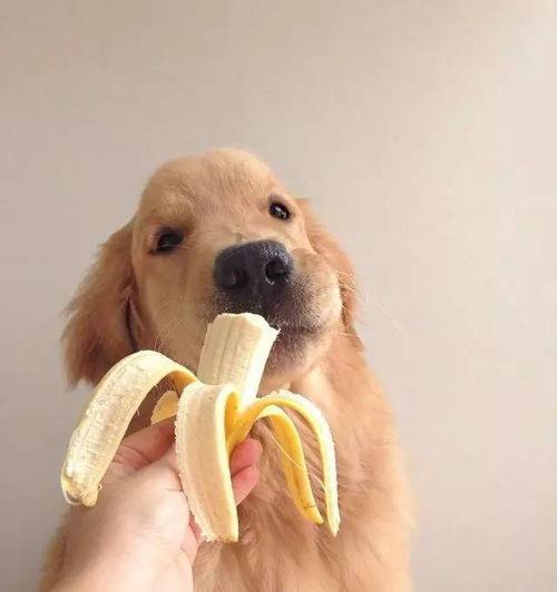 娱乐吃瓜酱小孩扇狗狗嘴巴子,娱乐吃瓜酱见证温馨一幕